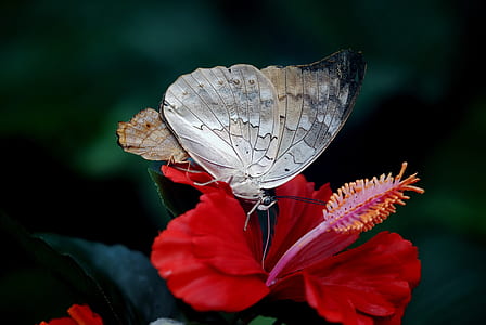 selective focus photography of brown moth perched on red Hibiscus flower thumbnail