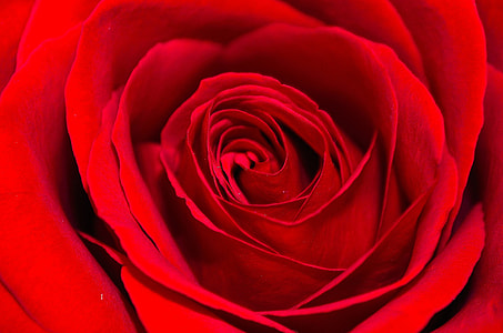 macro shot of red rose thumbnail