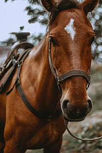 brown horse outside thumbnail