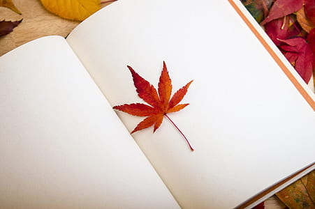 brown leaf on white sketchbook thumbnail