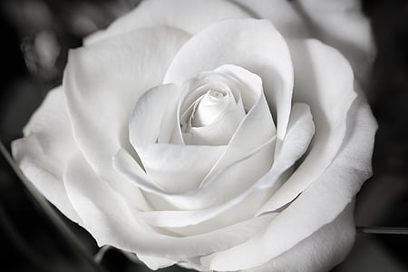 closeup photo of rose thumbnail