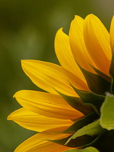 selective focus photo of common sunflower thumbnail