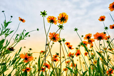 shallow focus photography of orange flowers thumbnail