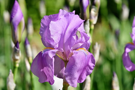 close-up photo of purple iris flowers in bloom thumbnail