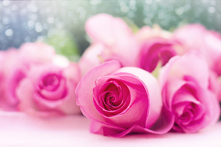 pink roses thumbnail