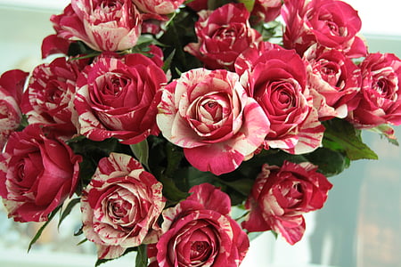 pink-and-white flowers with green leaves thumbnail