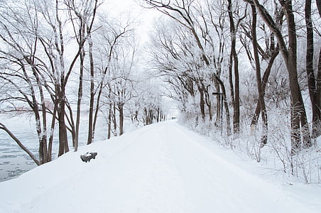snow capped pathway between trees beside body of water at daytime thumbnail