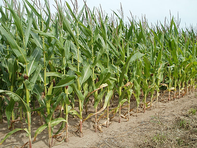 corn farm during daytime thumbnail