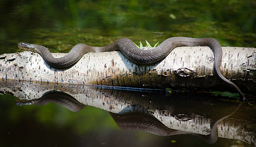 gray snake on white and brown tree bark at daytime thumbnail