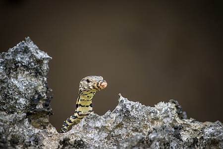 selective focus photo of brown reptile thumbnail