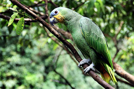 shallow focus photography of green parrot standing on twig thumbnail