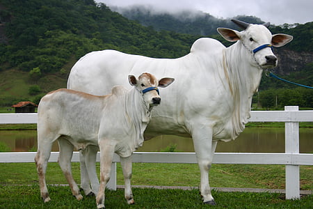 white cattle and calf beside wooden fence thumbnail