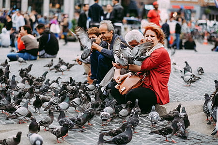 woman holding gray bird thumbnail