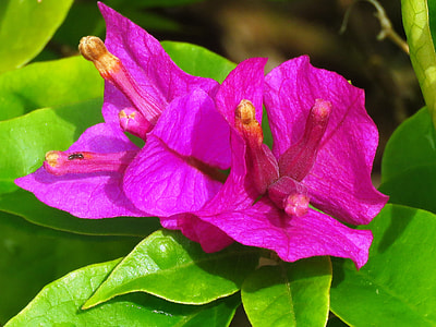 bunch of purple flowers thumbnail