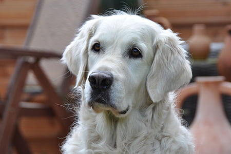 shallow focus photography of white short-coated dog thumbnail