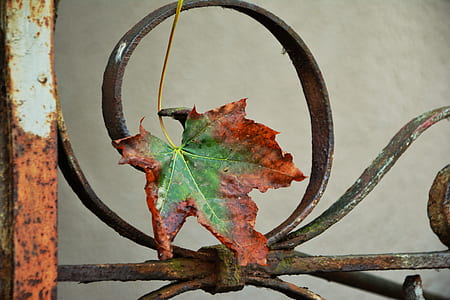 green and brown maple leaf on grill thumbnail