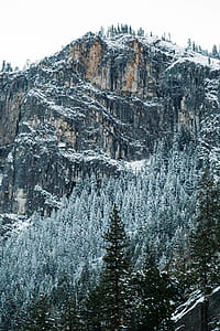 pine trees on mountains during daytime thumbnail
