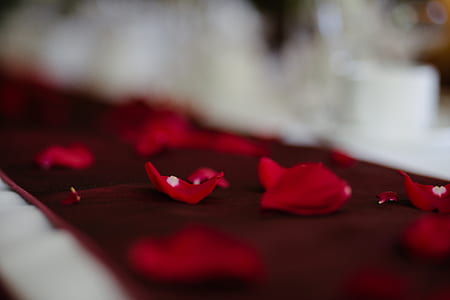 shallow focus photography of red flower petals thumbnail