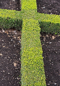green cross bush thumbnail