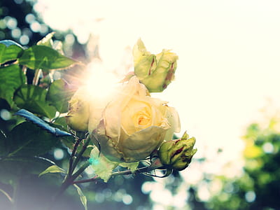 closeup photography of white rose flowers thumbnail