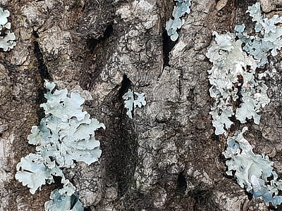 Close-up Photo of Tree Bark thumbnail