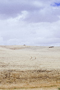brown grass farm thumbnail