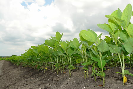 green leafed plant field thumbnail