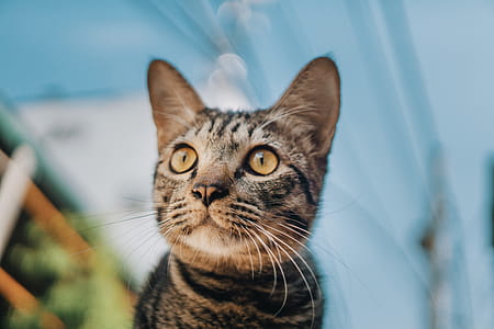 Gray Tabby Cat thumbnail