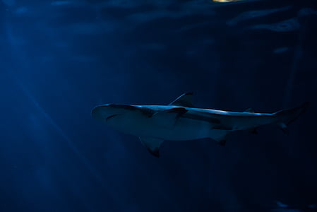 shark swimming under blue sea thumbnail