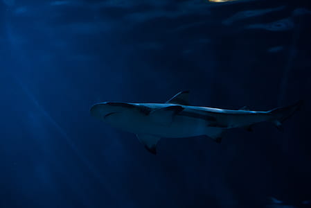 shark swimming underwater thumbnail