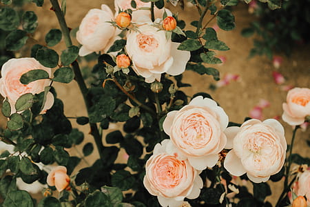 shallow focus photography of peach roses thumbnail