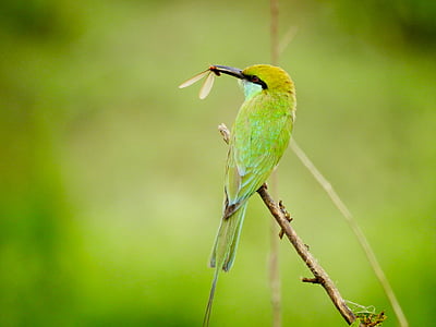 green and yellow bird thumbnail