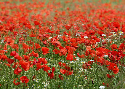 selective focus photo of red poppy flower field thumbnail