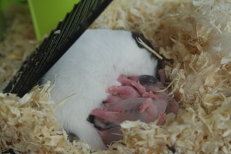 mice on beige cotton thumbnail