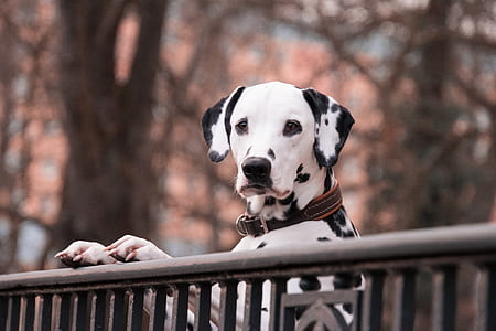 adult Dalmatian leaning on rail thumbnail