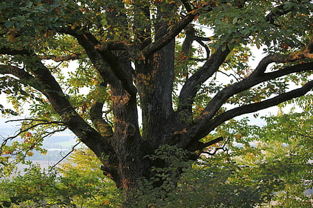 close-up photography of green leaf tree thumbnail