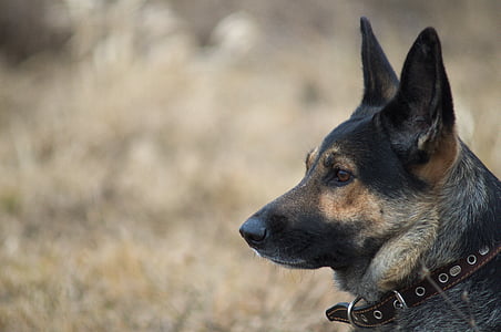 German shepherd lying on ground during daytime thumbnail