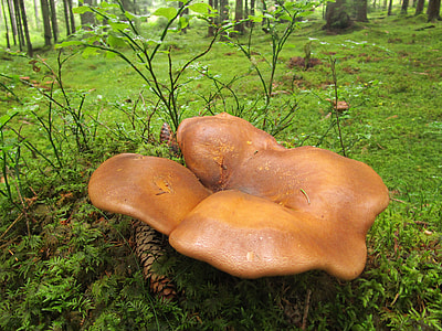 Velvet Foot Shuffletruffle, Mushroom thumbnail