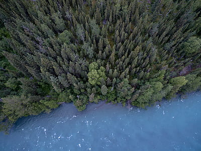 aerial photo of forest by the sea thumbnail