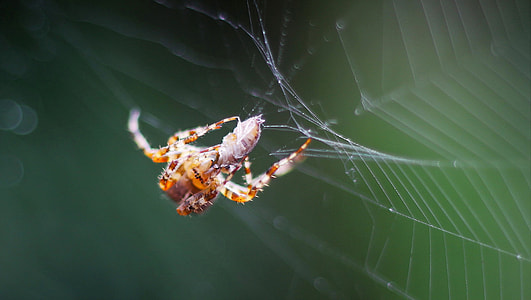 selective macro photography of brown spider on web thumbnail