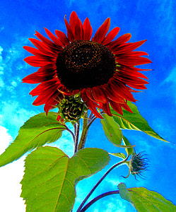 red Sunflower during daytime thumbnail