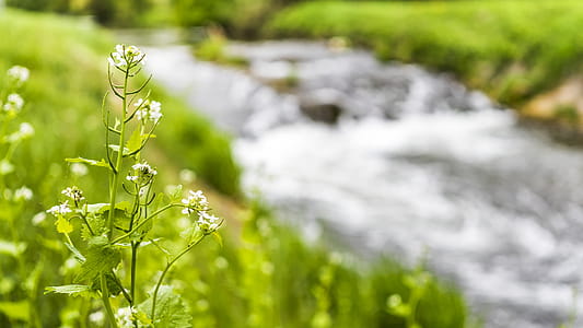 White Petaled Flowers Near the River Graphic Wallpaper thumbnail