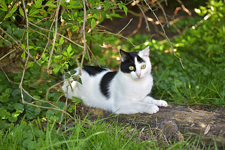 black and white cat thumbnail