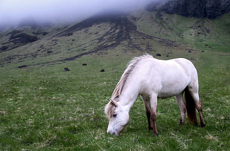 white horse on field thumbnail