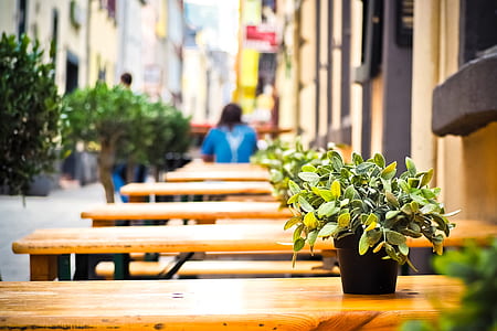 empty wooden tables with plant on top outdoor thumbnail