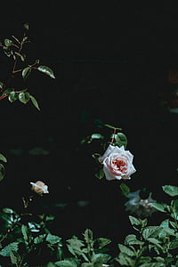 white rose thumbnail
