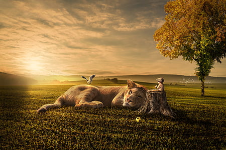 tiger lying on green field during daytime thumbnail