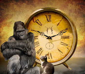 gorilla sitting beside tabby cat background of analog clock thumbnail