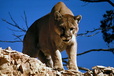 brown lioness on rock near tree thumbnail