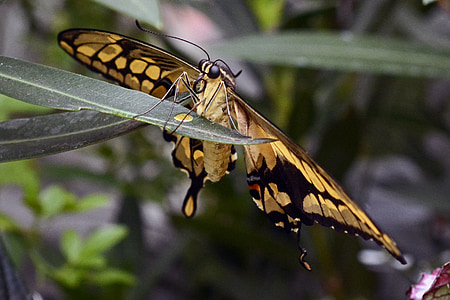 Eastern tiger swallowtail butterfly perched on leaf thumbnail
